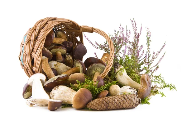 Mushrooms in the basket — Stock Photo, Image