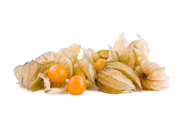 Physalis