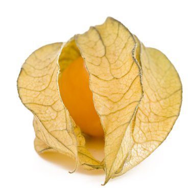 bir physalis meyve