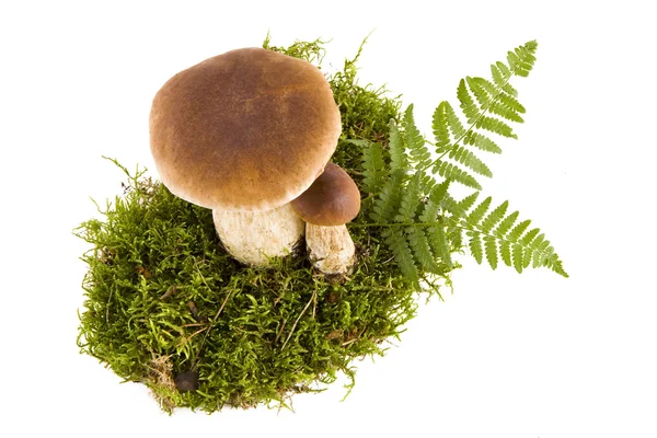 Dödskalleapor两个牛肝菌蘑菇 — 图库照片