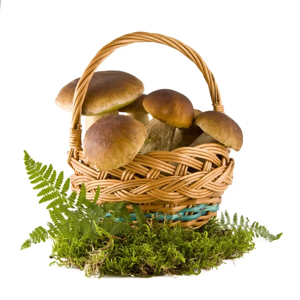 Boletus mushrooms in a basket — Stock Photo, Image