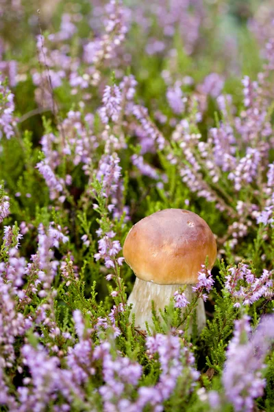 Pequeño hongo en brezo — Foto de Stock
