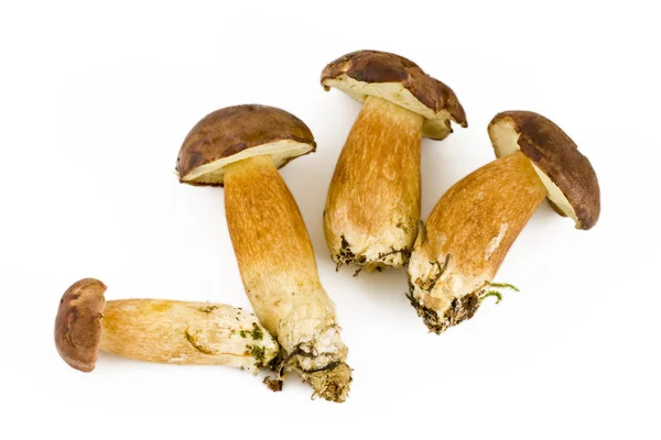 Four fresh mushroom Stock Image