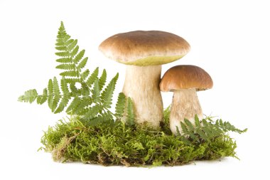 Two mushrooms clipart