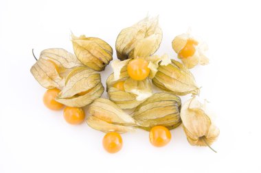 Physalis beyaz