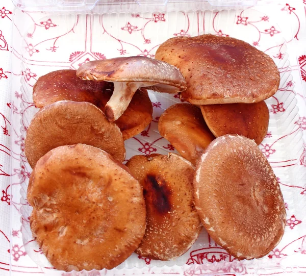 shiitake mantar