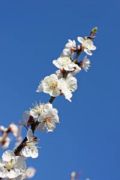 Päron blommor — Stockfoto