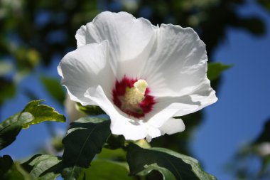 hibiscus çiçeği