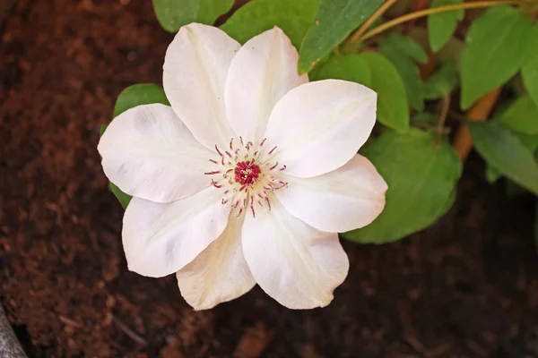 白色的铁线莲之花 — 图库照片