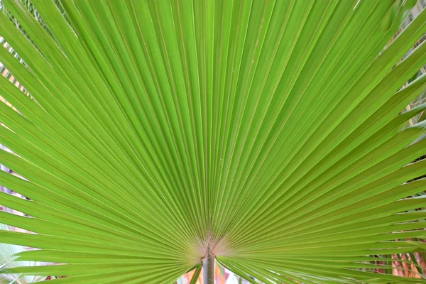 Bölüm Chusan Palmiye Yaprağı — Stok fotoğraf