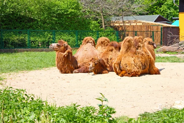 Three camel — Stock Photo, Image