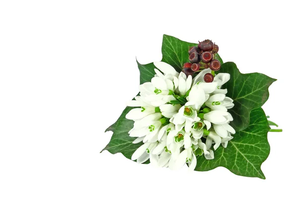 Stock image Bouquet of snowdrops