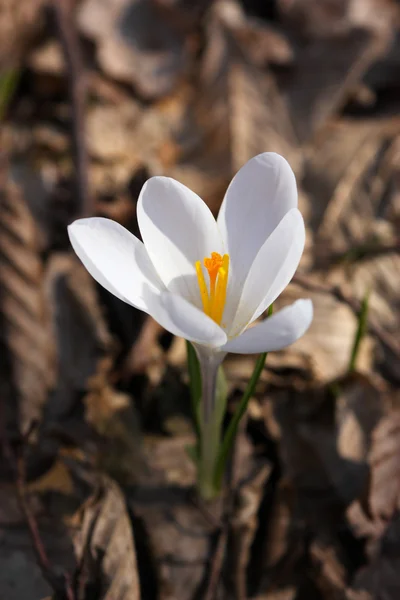 White saffron — Stock Photo, Image