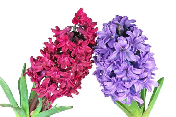 Two hyacinth — Stock Photo, Image