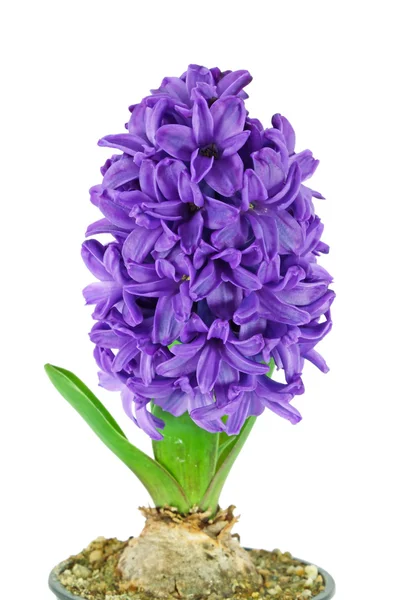 Jacinthe violette — Photo