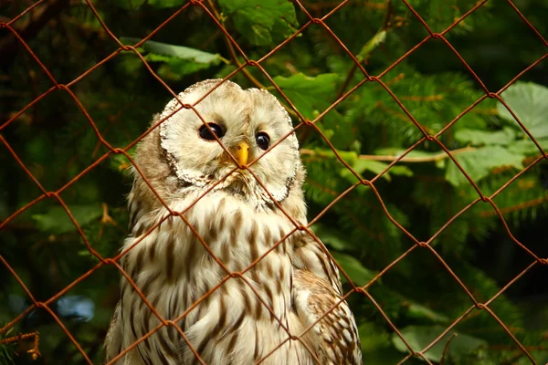 An Owl looking through the wire mesh — Stock Photo, Image