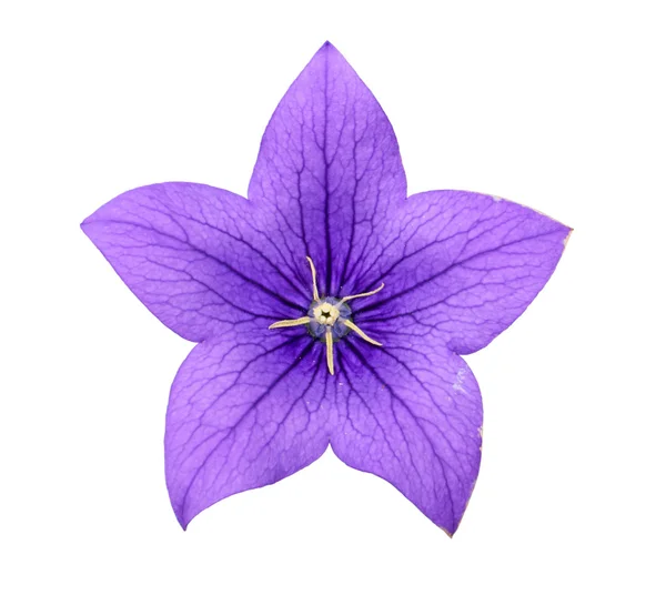 Bluebell květ — Stock fotografie