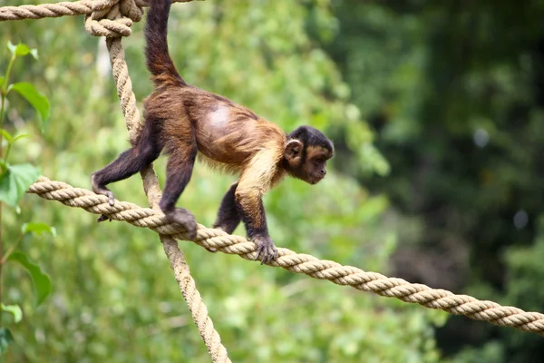 stock image Capuchin monkey