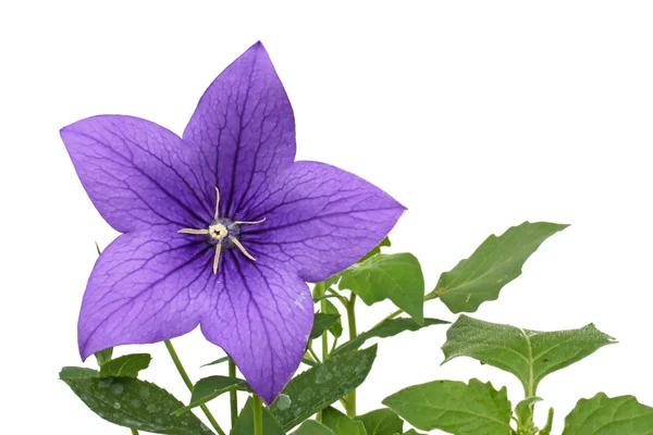 Bluebell çiçek — Stok fotoğraf