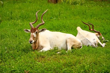 Addax antelope clipart