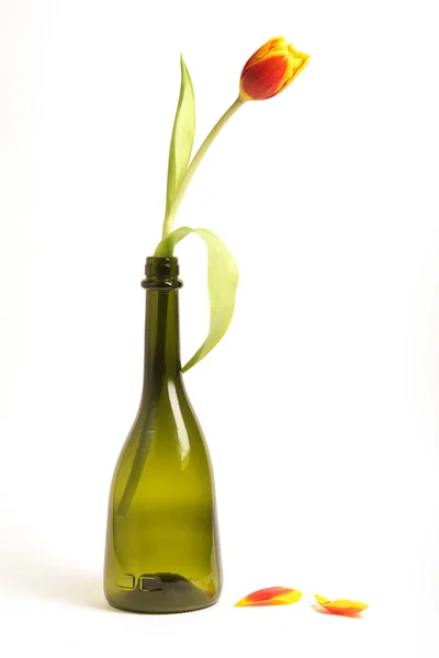 Red Tulip Bottle Isolated White Background — Stock Photo, Image