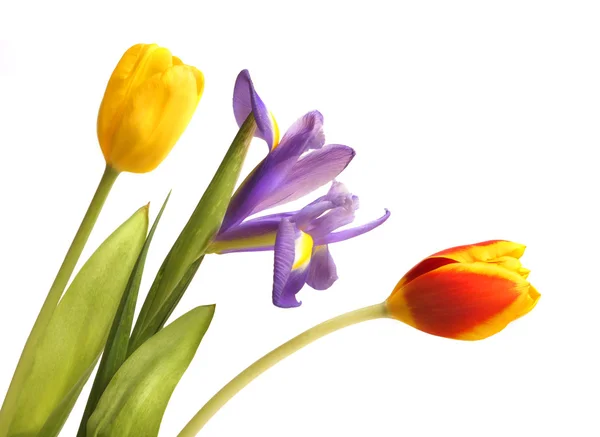Bukett Tulip Och Iris Isolerad Vit Bakgrund — Stockfoto