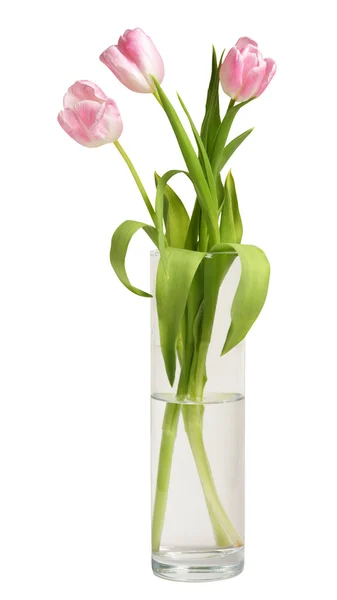 Аромат тюльпанов — стоковое фото