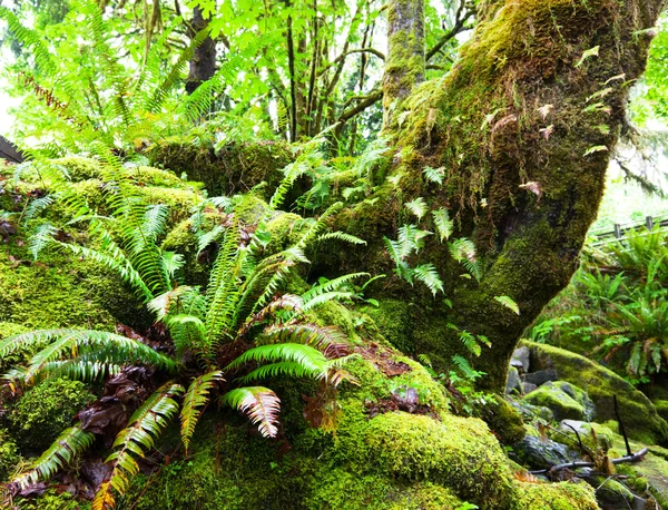 Yağmur Ormanı — Stok fotoğraf