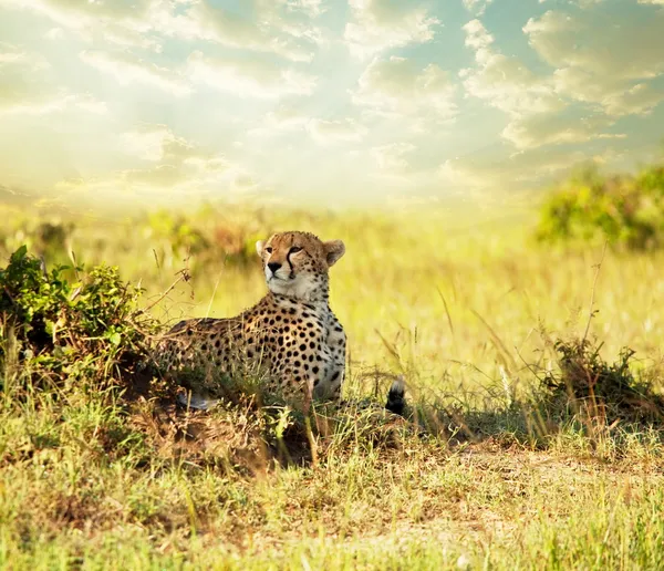 Gepard. — Foto de Stock