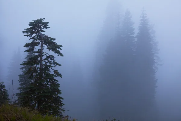 stock image Fog in forest