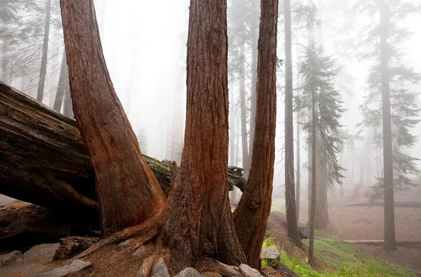 Sequoya. — Foto de Stock