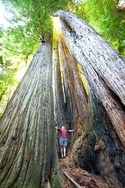 Sequoya. — Foto de Stock