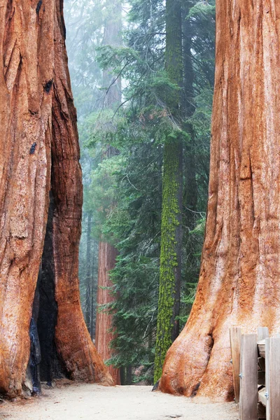 Sequoya. — Fotografia de Stock