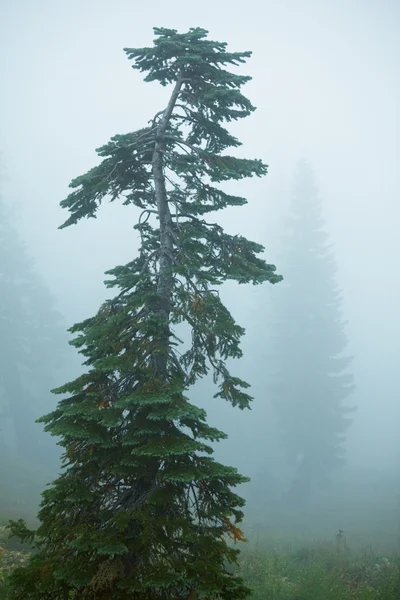 Mist in het bos — Stockfoto