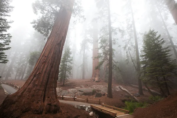 Sequoya — ストック写真