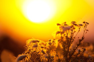 Sunset bulvarında çiçek