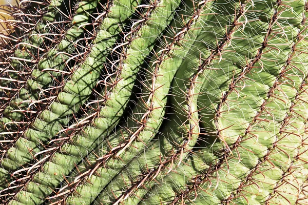 Kaktusstruktur — Stockfoto