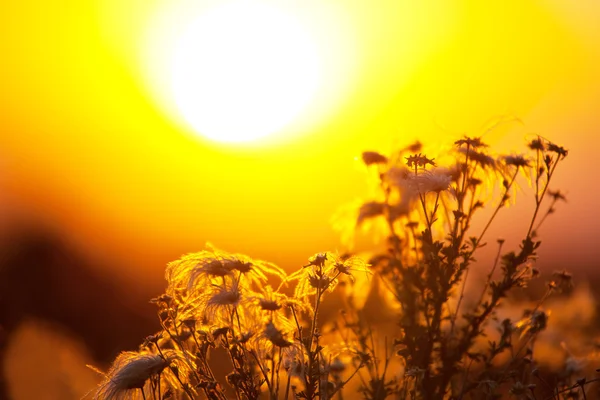 Flor ao pôr-do-sol — Fotografia de Stock