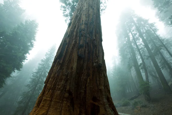 Sequoya — Fotografie, imagine de stoc