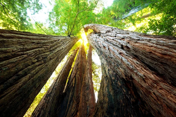 Sequoya — Foto Stock