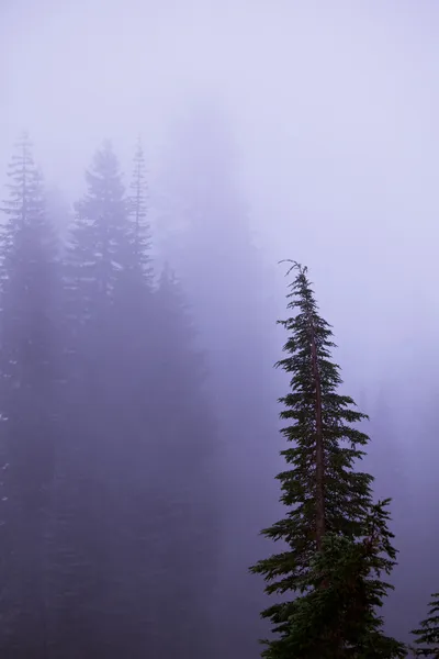 Туман в лісі — стокове фото