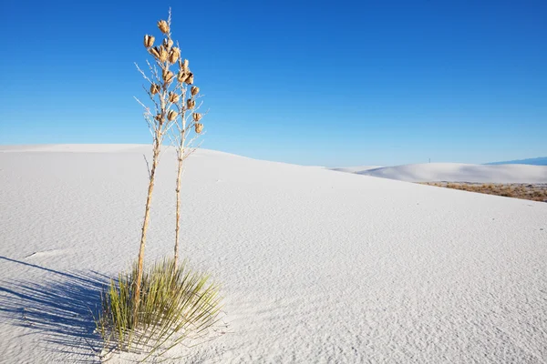 White desert — Stock Photo, Image
