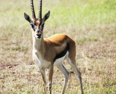 Springbok