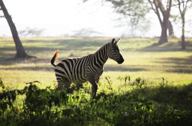 Zebra