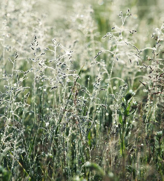 湿的草 — 图库照片