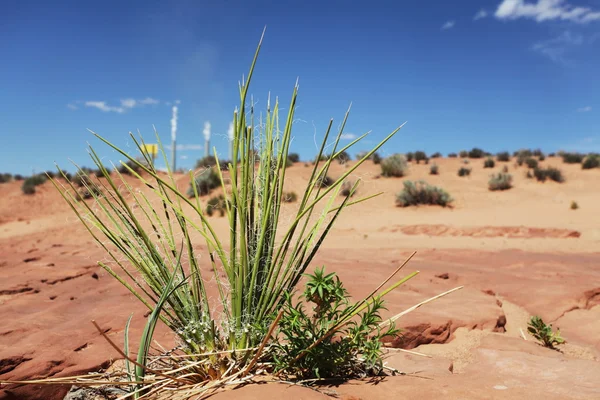 Erba nel deserto — Foto Stock
