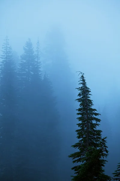 Mlha v lese — Stock fotografie