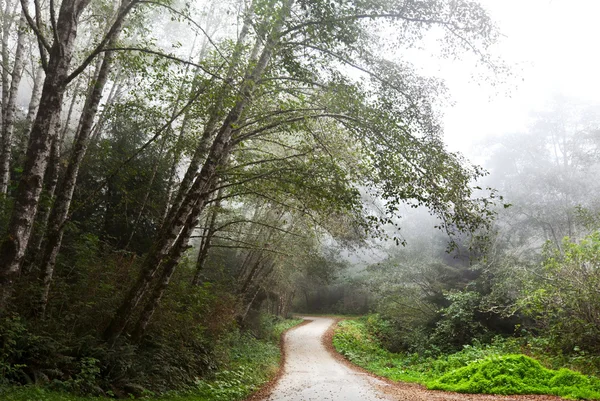 Sisli orman — Stok fotoğraf