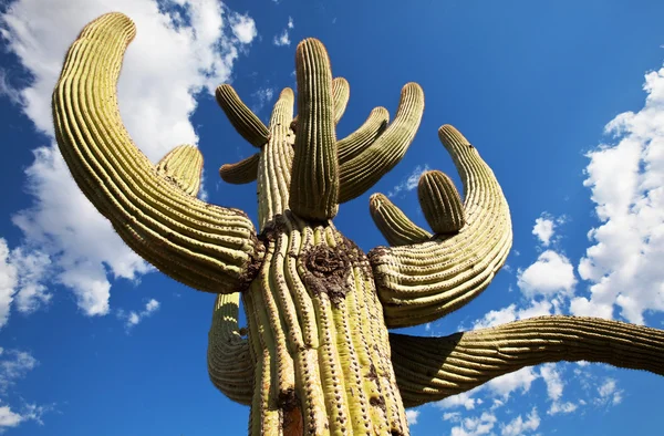Kaktus – stockfoto