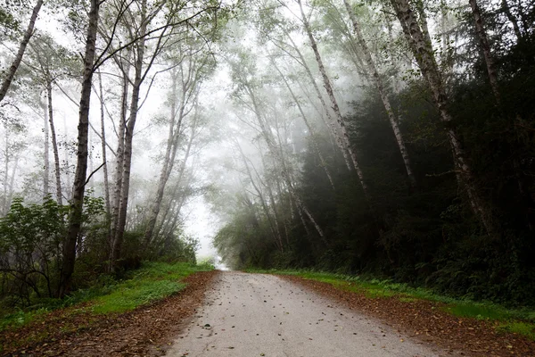 Nebbia nella foresta — Foto Stock